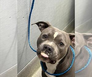 Mutt Dogs for adoption in Las Vegas, NV, USA