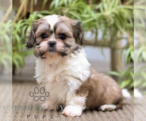 Zuchon Puppy for sale in MORGANTOWN, PA, USA
