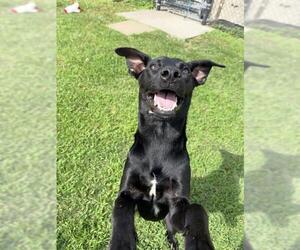 German Shepherd Dog Dogs for adoption in Sugar Land, TX, USA