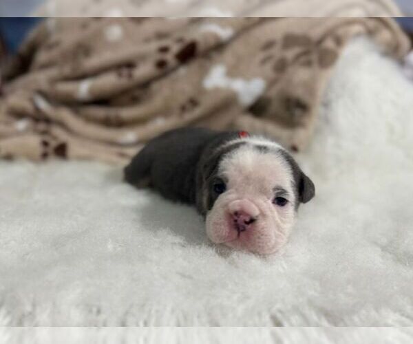 Medium Photo #5 English Bulldog Puppy For Sale in OOLOGAH, OK, USA