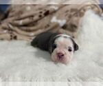Small #4 English Bulldog