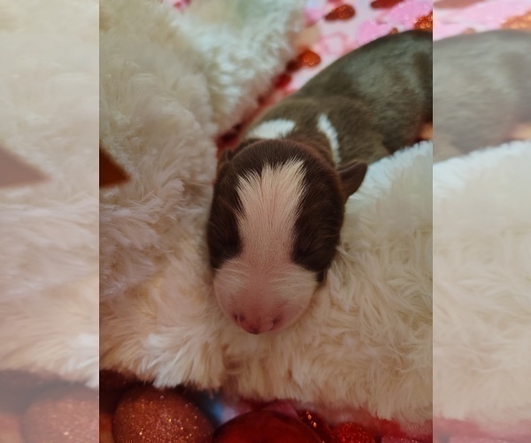 Medium Photo #22 Border Collie Puppy For Sale in NORBORNE, MO, USA