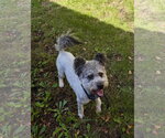 Small Photo #3 Pumi-Unknown Mix Puppy For Sale in St. Louis Park, MN, USA