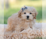 Small Photo #64 Maltipoo (Miniature) Puppy For Sale in WARSAW, IN, USA