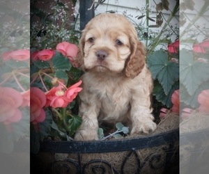 Cocker Spaniel Puppy for sale in LOYAL, WI, USA