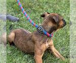 Small #3 Boxer Mix