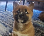 Small Photo #2 Shiba Inu Puppy For Sale in GERMANTOWN, MD, USA