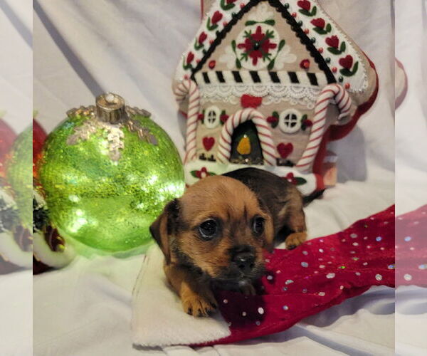 Medium Photo #2 Chiweenie Puppy For Sale in Grafton, WI, USA