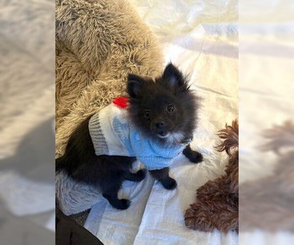 Medium Photo #3 Pomeranian Puppy For Sale in Wheaton, IL, USA