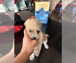Puppy Puppy 1 Jack Russell Terrier-Maltipoo Mix