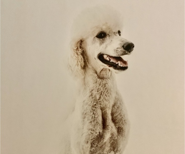 Medium Photo #1 Poodle (Standard) Puppy For Sale in LEXINGTON, SC, USA