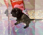 Small Photo #13 Pug Puppy For Sale in MOUNT WASHINGTON, KY, USA