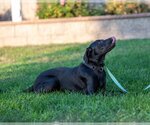 Small Photo #1 Labrador Retriever Puppy For Sale in Clovis, CA, USA