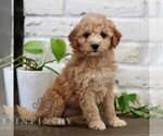 Small Photo #1 Goldendoodle (Miniature) Puppy For Sale in NARVON, PA, USA