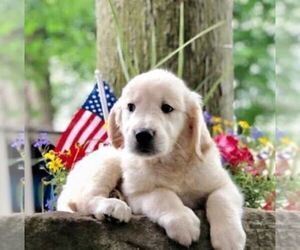 Golden Retriever Puppy for sale in DRY RUN, PA, USA