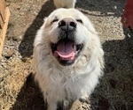Small Photo #1 Great Pyrenees Puppy For Sale in FREEVILLE, NY, USA