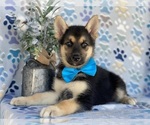 Small Photo #3 German Shepherd Dog-Siberian Husky Mix Puppy For Sale in LANCASTER, PA, USA