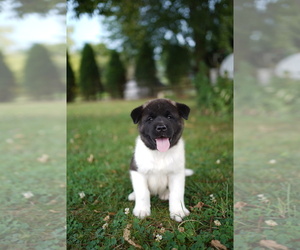 Akita Puppy for sale in WESTMINSTER, MD, USA