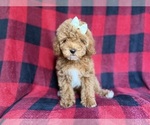 Small #4 Cockapoo (Miniature)