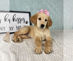 Golden Retriever Puppy for sale in FRANKLIN, IN, USA
