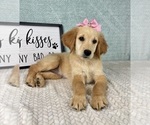 Image preview for Ad Listing. Nickname: Riley