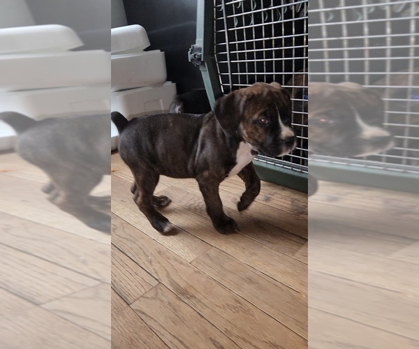 Medium Photo #7 America Bandogge Mastiff Puppy For Sale in JOLIET, IL, USA