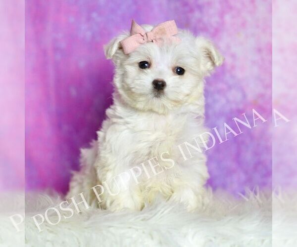 Medium Photo #135 Maltipoo (Miniature) Puppy For Sale in WARSAW, IN, USA