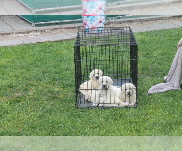 Medium Photo #4 Labrador Retriever Puppy For Sale in CURTIS, NE, USA