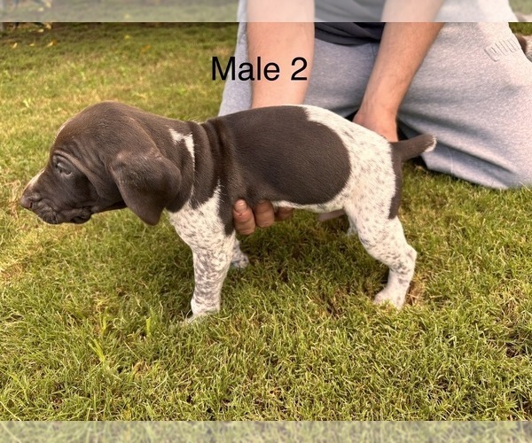 Medium Photo #5 German Shorthaired Pointer Puppy For Sale in VALLEY CENTER, CA, USA