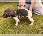 Small #4 German Shorthaired Pointer