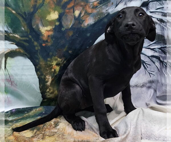 Medium Photo #3 Bulldog-Labrador Retriever Mix Puppy For Sale in Wetumpka, AL, USA