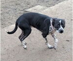 Small #4 Staffordshire Bull Terrier Mix