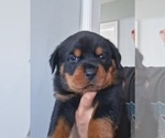 Puppy Puppy 4 Rottweiler