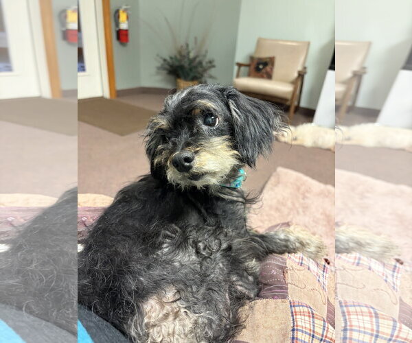 Medium Photo #1 Poodle (Miniature)-Unknown Mix Puppy For Sale in Rootstown, OH, USA