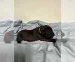 Small #1 Cane Corso