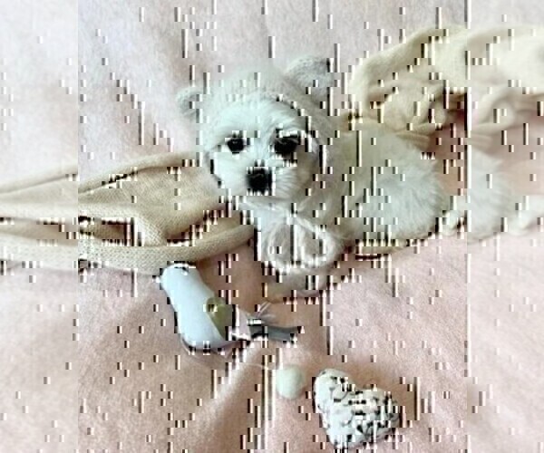 Medium Photo #10 Maltese Puppy For Sale in DACULA, GA, USA