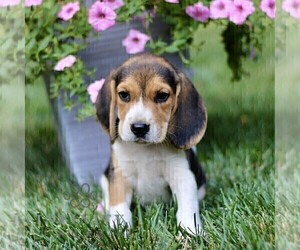 Beagle Puppy for sale in STRASBURG, PA, USA