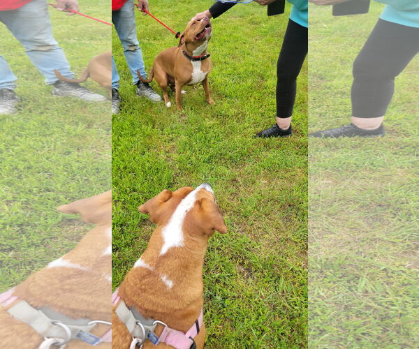 Medium Photo #10 American Pit Bull Terrier Puppy For Sale in Oakhurst, NJ, USA