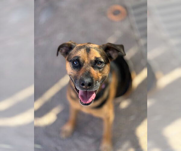Medium Photo #3 Beagle-Unknown Mix Puppy For Sale in Williamsburg, NM, USA