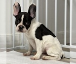 Small Photo #11 French Bulldog Puppy For Sale in VILLA PARK, IL, USA
