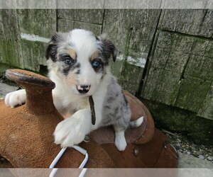 Border Collie Puppy for sale in HUDSON, MI, USA