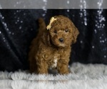 Puppy Tide F1BB Goldendoodle (Miniature)