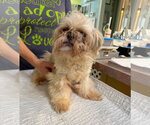 Small Shih Tzu