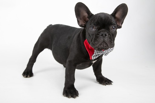 Medium Photo #5 French Bulldog Puppy For Sale in CRANSTON, RI, USA