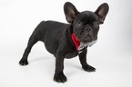 Small Photo #5 French Bulldog Puppy For Sale in CRANSTON, RI, USA