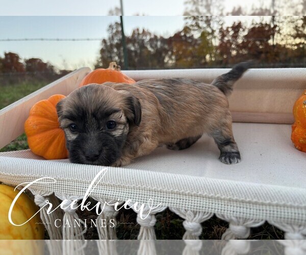 Medium Photo #2 Havanese Puppy For Sale in NIANGUA, MO, USA