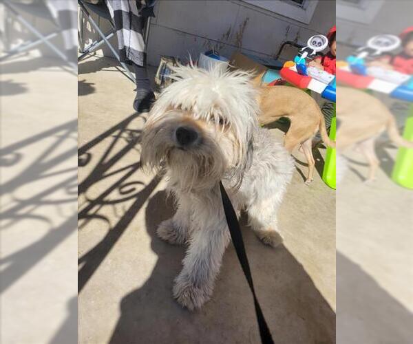 Medium Photo #1 Mutt Puppy For Sale in San Antonio, TX, USA
