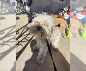 Mutt Dogs for adoption in San Antonio, TX, USA