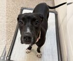 Katherine - Female Labrador Retriever-Unknown Mix Dog for Adoption - Small photo