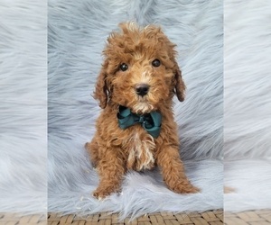 Medium Goldendoodle (Miniature)